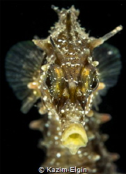 Long-snouted Seahorse (Hippocampus guttulatus) by Kazım Elgin 